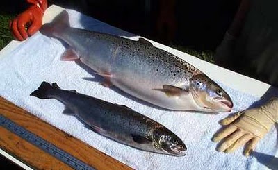 AquaBounty salmon vs. Atlantic salmon