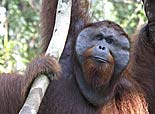 Orang-utan