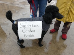 Poodle is smarter than "Caribou Barbie"