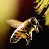 Image of honey bee flying