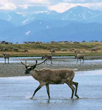 Caribou in ANWR (photo: Ken Whitten, Sierra Club)