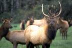 Rocky Mountain National Park elk