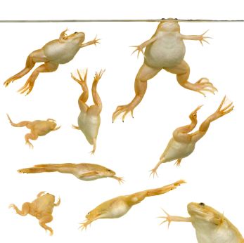 Hayes studies atrazine in frogs.