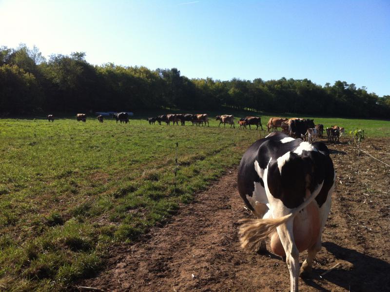Leading the cows to the barn through the pasture