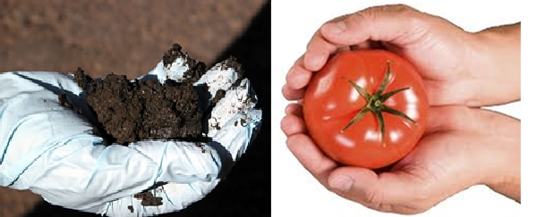 Sludge tomato