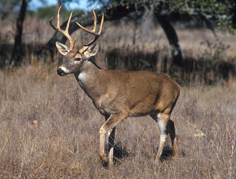 white-tailed deer