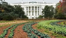 White House kitchen garden